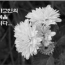 하평로 Daum카페