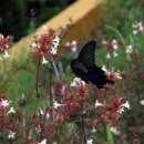 이천원 카카오 검색결과