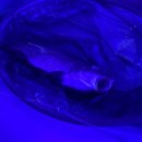 스펀지실내낚시카페 이미지