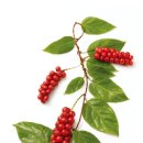 착한푸드족발 이미지