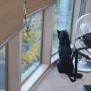 경산흑염소가공소 | [25년 11월] So long, 나의 영원한 친구