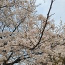 수원나무종합병원 주식회사 | 실패 없는 2026 벚꽃 나들이 벚꽃 개화 시기 미리 체크하세요