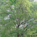 완도 정자리 황칠나무 이미지