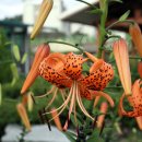 여산척화비 이미지