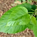 개나리공원 이미지