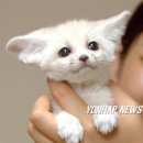 어린왕자 이미지