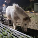 제주성산공인중개사사무소 이미지