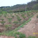 청솔농원 이미지