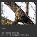 동물원 탈출하고 뉴욕 센트럴파크에서 제2의 인생 사는 중인 수리부엉이 이미지