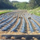 2015년 특수작물 15,000평 재배 내력 이미지