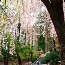 '충혼'의 수양벚꽃 마중하는 호젓한 꽃길, 국립서울현충원 이미지