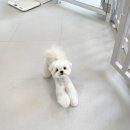 댕그리 펫 살롱 이미지