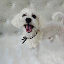 다엘 애견미용실 이미지