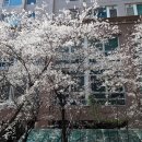 하모니카 연주 이미지