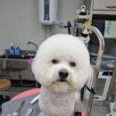 The빛나개 이미지