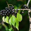 참갈매나무 [Common buckthorn (Rhamnus cathartica)] - 유독식물 이미지