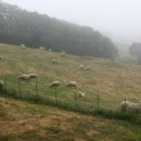 보광목장 이미지