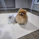 강아지미끄럼방지매트 구루구루 슬림핏 펫매트 폴딩형 후기