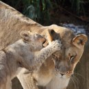 동물의 왕국 이미지