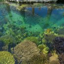 산호농장 이미지