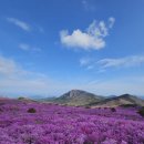 비슬산휴양림주차장 | 대구 비슬산 참꽃군락지 등산후기(비슬산자연휴양림공영주차장~대견사~참꽃군락지)