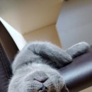 꿈꾸는고양이 이미지