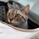 24시 글로리 동물병원 이미지