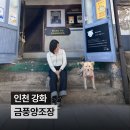 GS25 강화길상점 | 인천 강화 가볼만한 곳 | 술을 즐기지 않아도 즐거운 금풍양조장 나들이