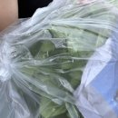 곡성우체국 | 진짜 맛있는 무화과 먹고 싶은 일상
