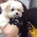 한솔동물병원 이미지