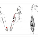 Brachialis (상완근) 이미지