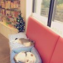 퍼피파파 이미지