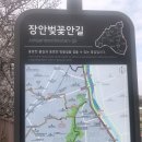 장안벚꽃길 이미지