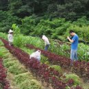 한빛농장 이미지