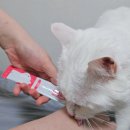 굿펫 | 굿포펫 고양이츄르 츄라잇 클린펫(닭가슴살) 고양이간식 후기