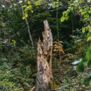 백두그린 이미지