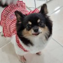 꽃보다 이쁘개 이미지
