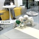 개판오분전 - 진주시 | 평거동 애견카페 개판오분전 내돈내산 찐리뷰