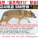랑이 이미지