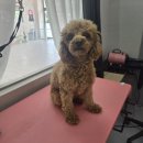 도도하개 | 오늘은 우리 뽀시래기 미용한 날♥ 향남 도도하개 다녀왔어요🐾