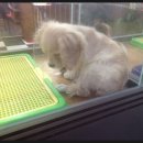 멍뭉이샵 이미지