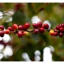 커피체리 이미지