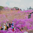 ◆대구 비슬산&참꽃축제 ◆ 이미지