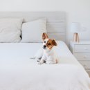 HOTEL THE DESIGNERS INCHEON | 인천 애견동반 호텔 BEST 5 | 반려견과 함께 머물기 좋은 숙소 총정리