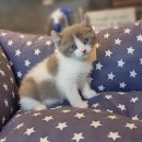 프리미엄캣 이미지