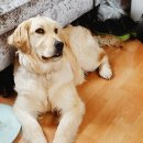 우아한개 이미지