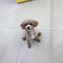 멍케어존 | 성남애견미용 멍균관대 분당 강아지 케어 후기