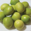 주주브 Daum카페