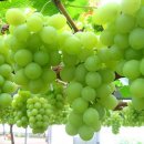 청포도 이미지