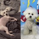 길지 | 비숑 빡숑 후기｜빡숑에서 하이바까지 털 자라는 기간 속도, 비숑 전체 클리핑